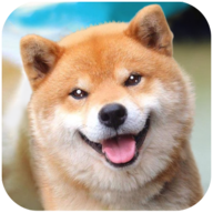 Akita Dog Simulator(秋田犬模拟器) v1.0.1 安卓版