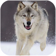 Wolf Dog Simulator(哈士奇模拟器) v1.0.5 安卓版