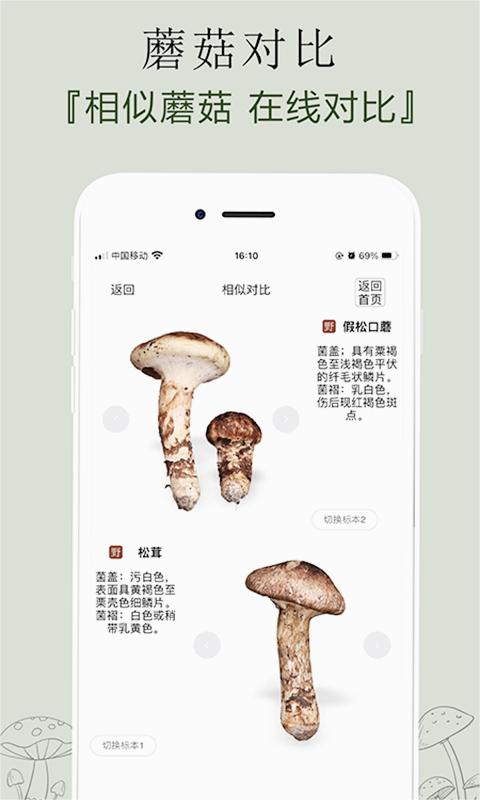 菌窝子(识别蘑菇)
