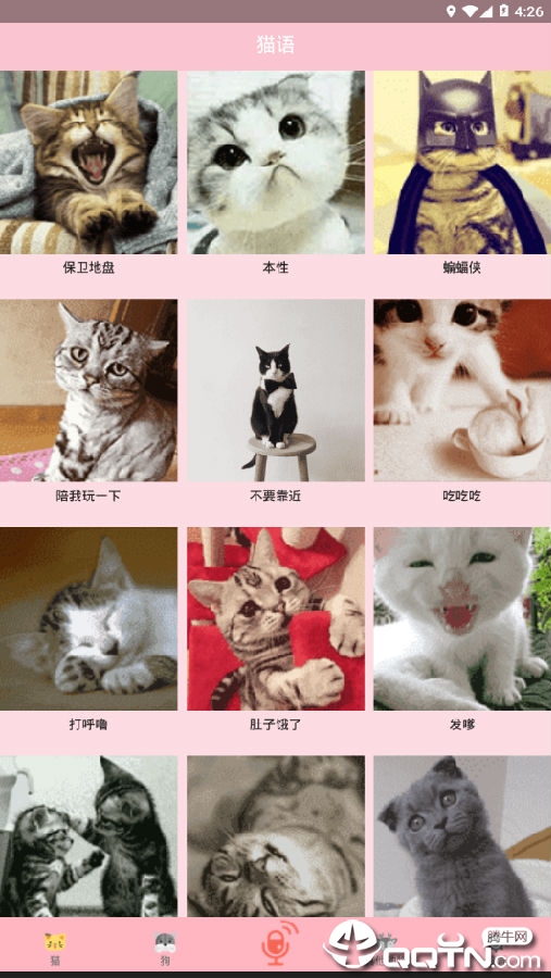 人猫交流器狗语 人猫交流器狗语