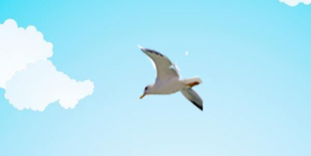 谷鸟老师 谷鸟老师