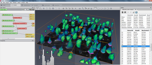 FEI Amira(三维分析软件)