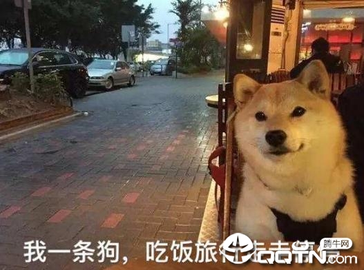 七夕情人节单身狗头像大全