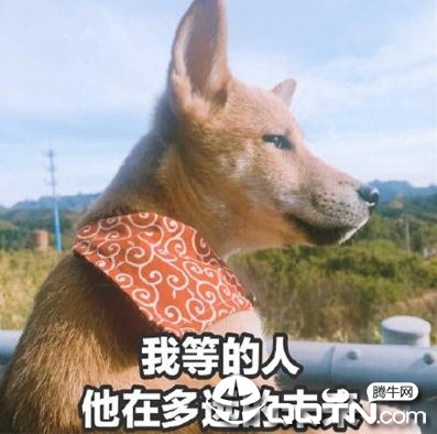 七夕情人节单身狗头像大全