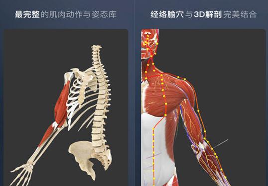 维萨里3D解剖PC版