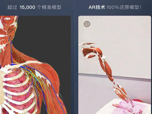 维萨里3D解剖破解版