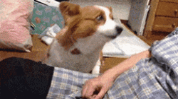 狗狗求摸gif下载