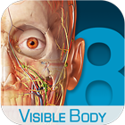 visible body