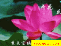 QQ场景 花心(音乐)