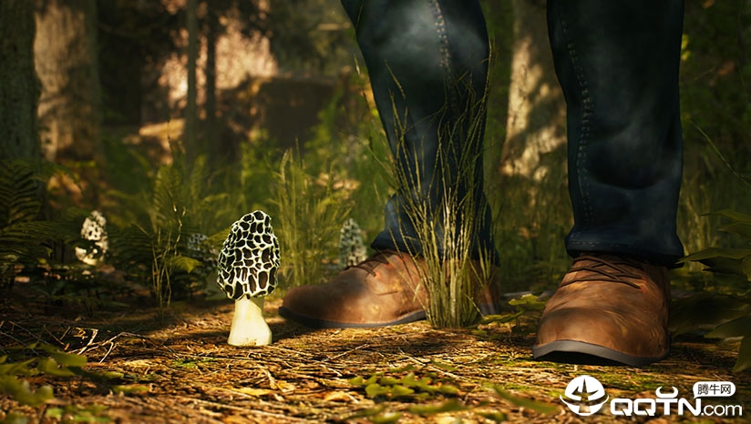 羊肚菌狩猎Morels: The Hunt